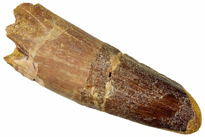 Fossil Spinosaurus Tooth - Real Dinosaur Tooth #327880